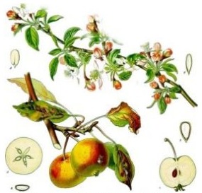 Apples, syrup of, a botanical plate