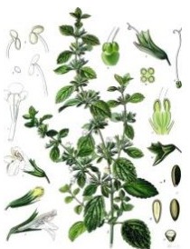 Balm, a botanical plate