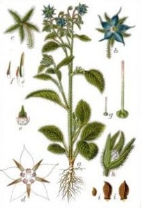 Borage, a botanical plate