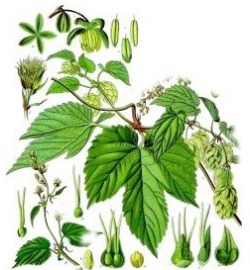 Hop, a botanical plate
