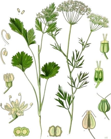 Aniseed
