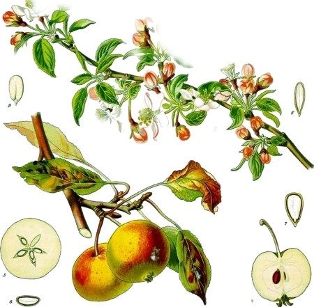 Apples, syrup of
