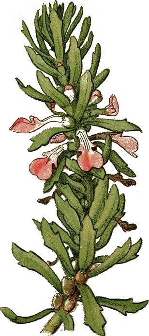 Arthritica