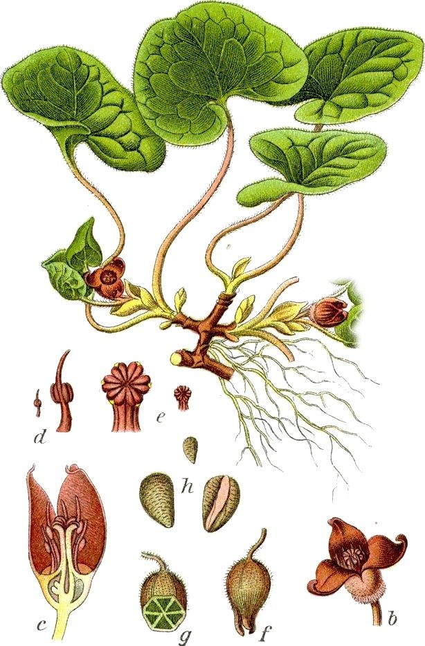 Asarabacca