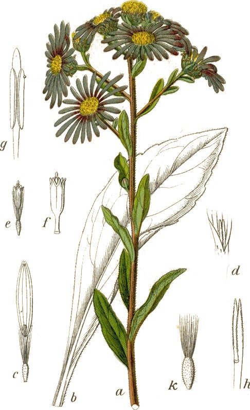 Aster