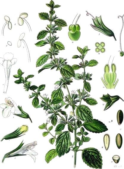 Balm