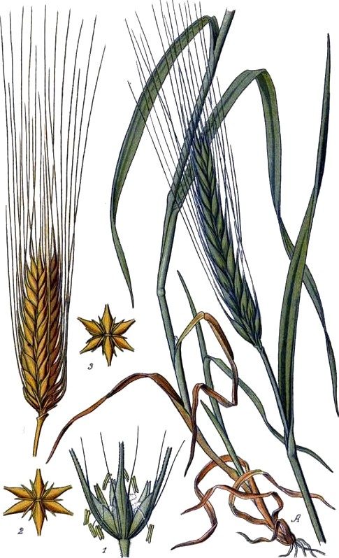 Barley water