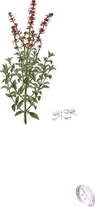 Basil