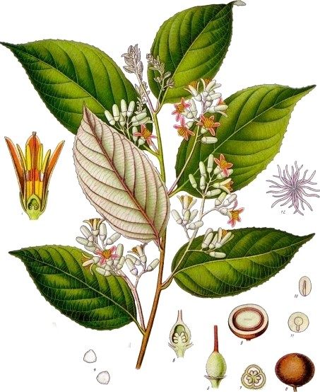 Benzoin