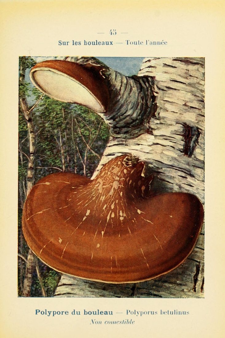 Birch polypore