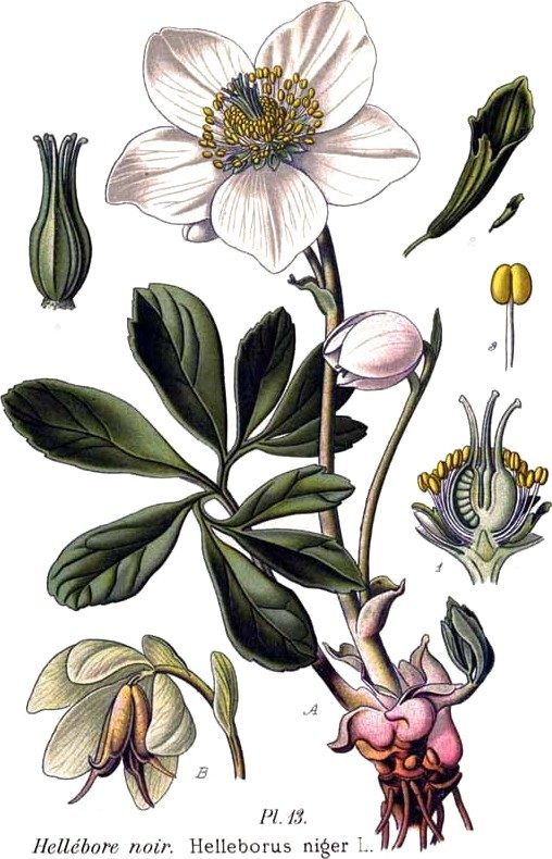 Black hellebore