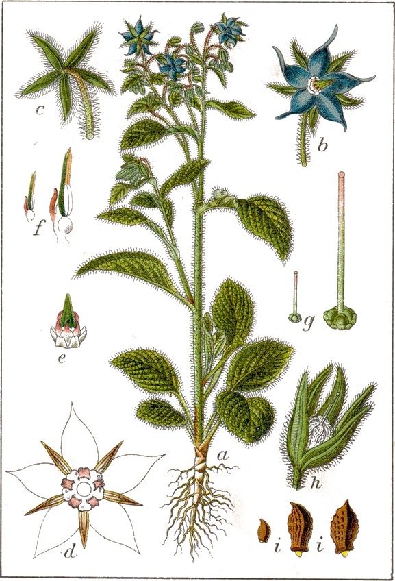 Borage