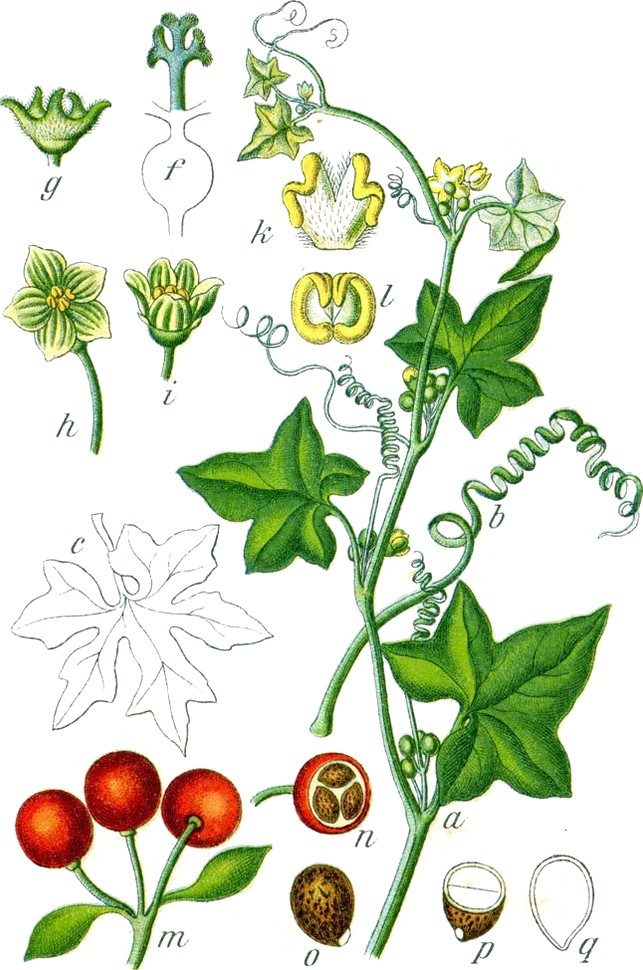 Bryony