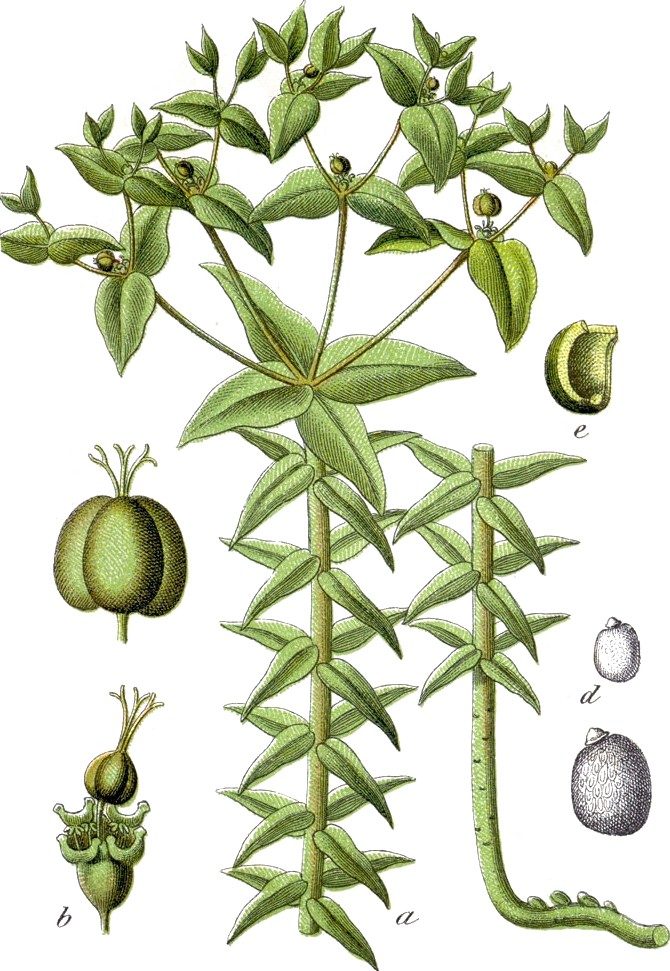 Caper spurge