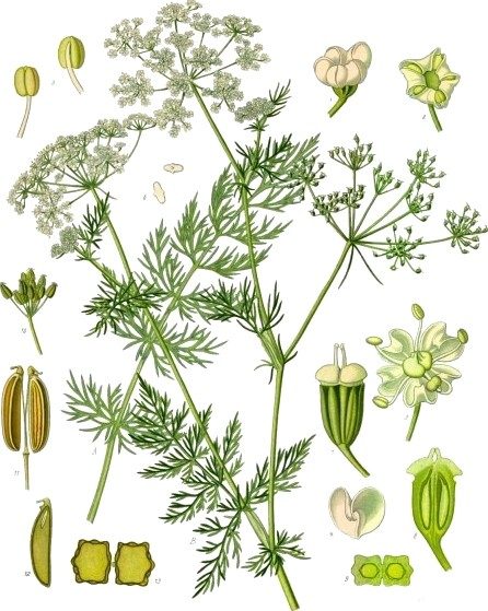 Caraway broth