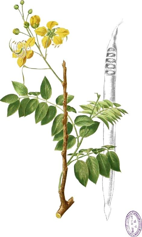 Cassia, flower of