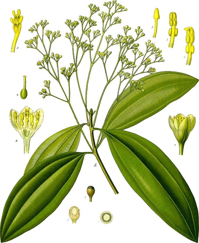 Cassia wood