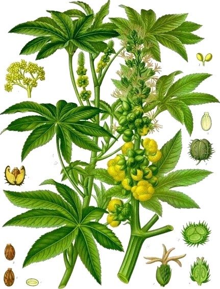 Castor-oil plant, seeds of
