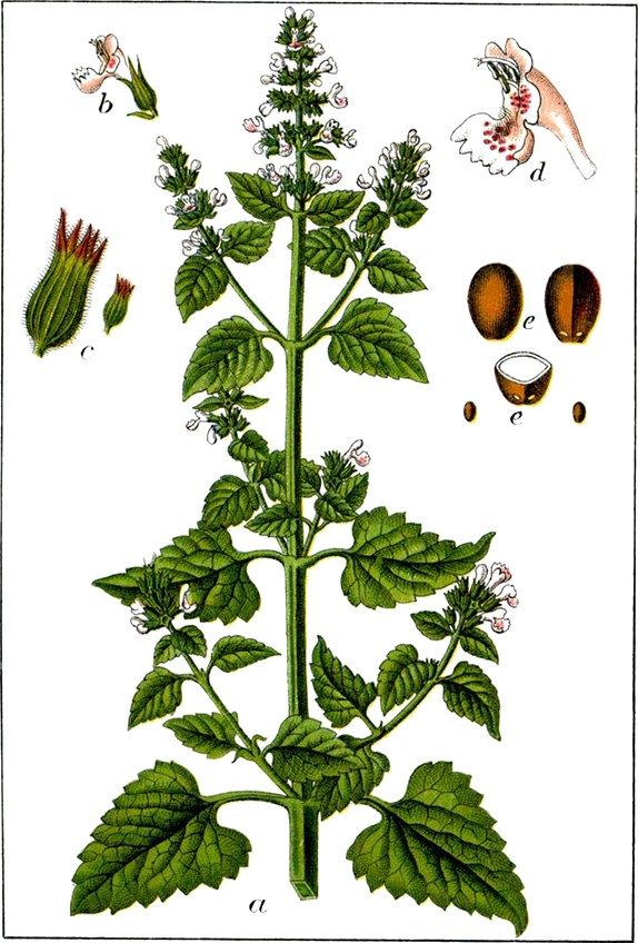 Catmint