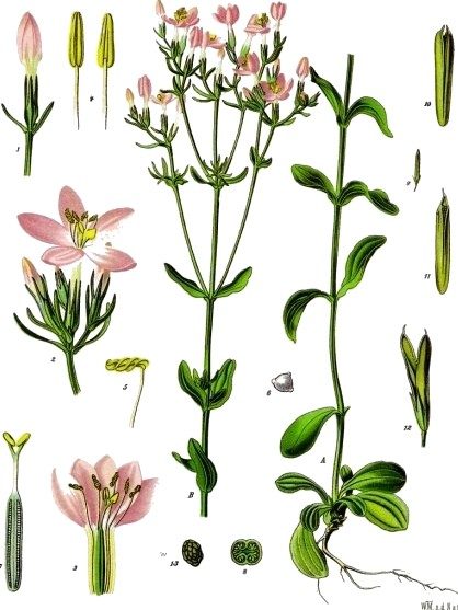 Centaury