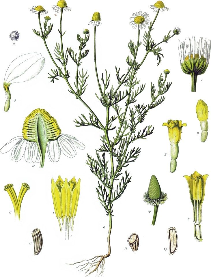 Chamomile