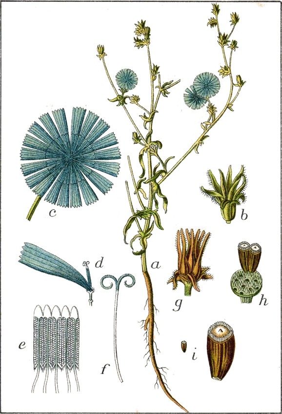 Chicory