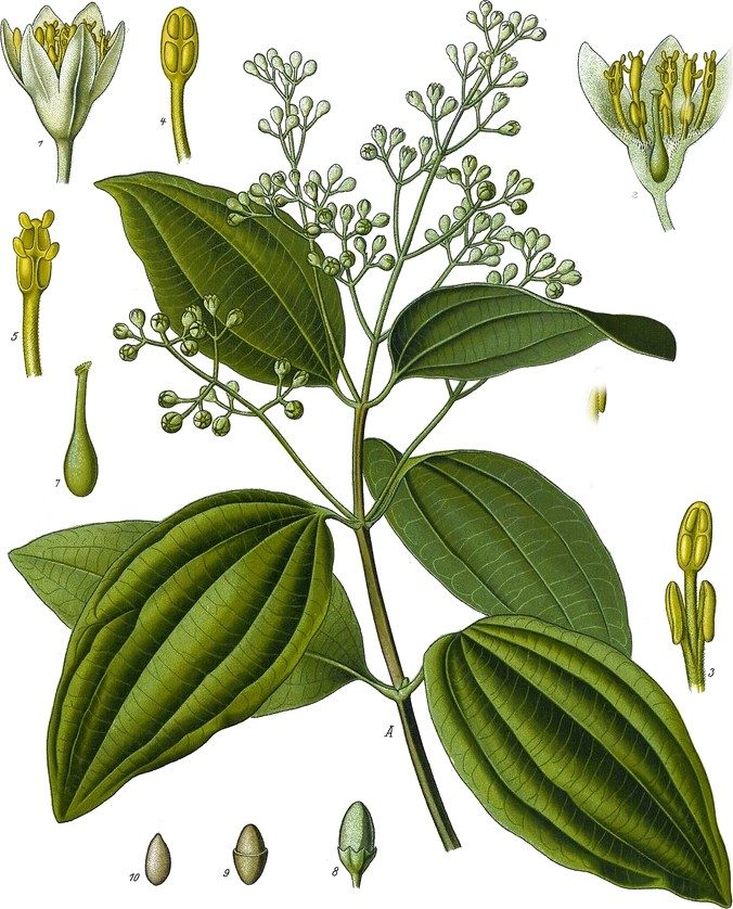 Cinnamon