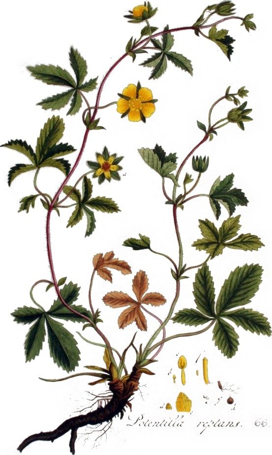 Cinquefoil