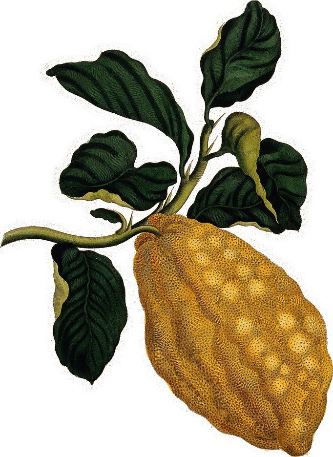 Citron