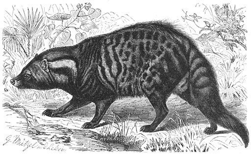 Civet
