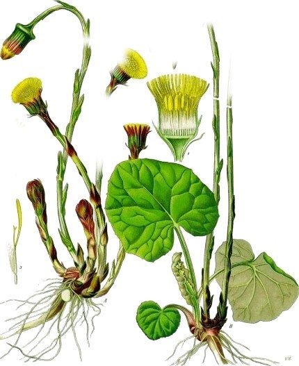 Coltsfoot