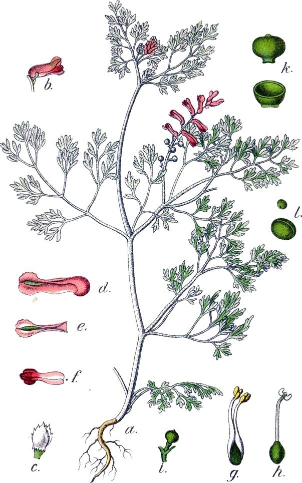 Compound fumitory