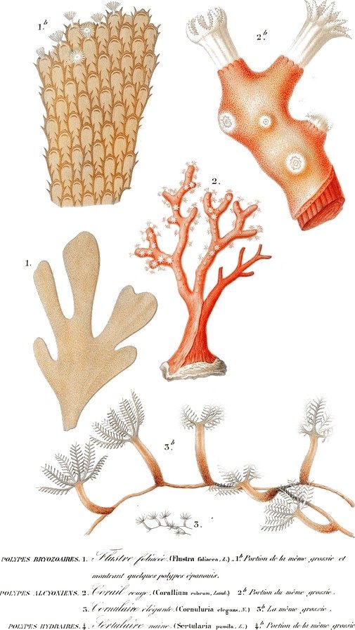 Coral, red