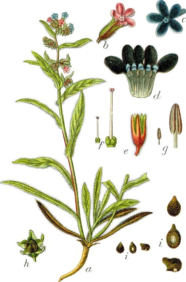 Cordial flowers and fruits