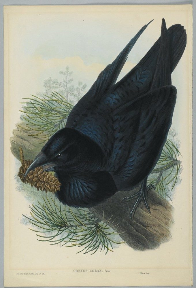 Crow’s gall