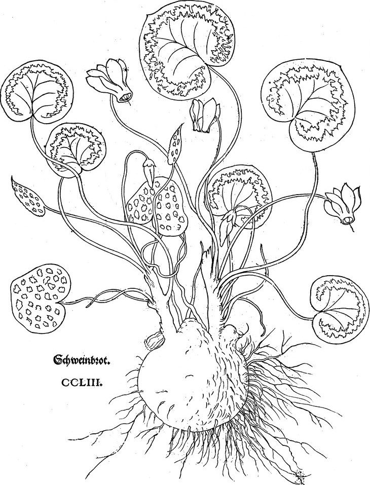 Cyclamen, greater