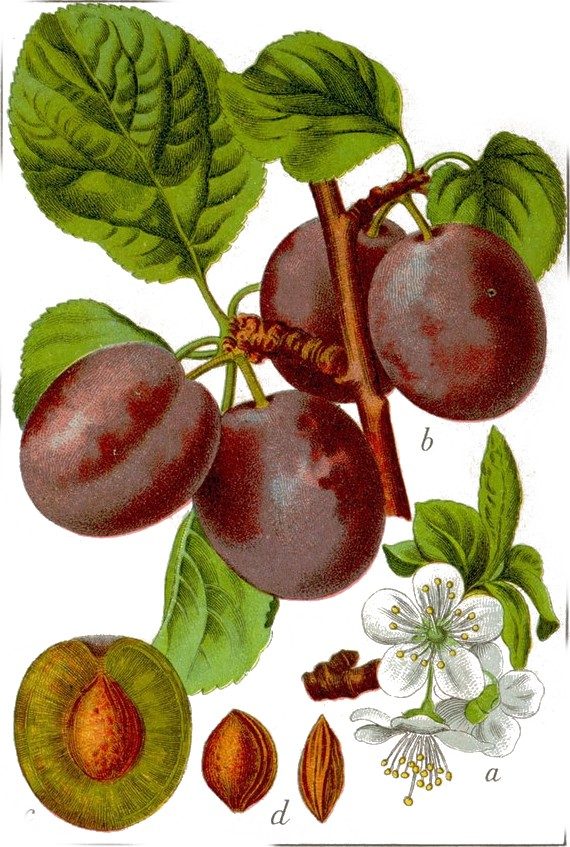 Damascus prunes