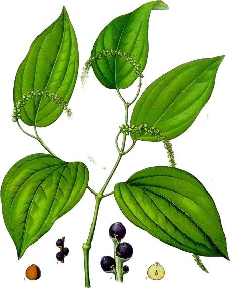 Diatrion piperion