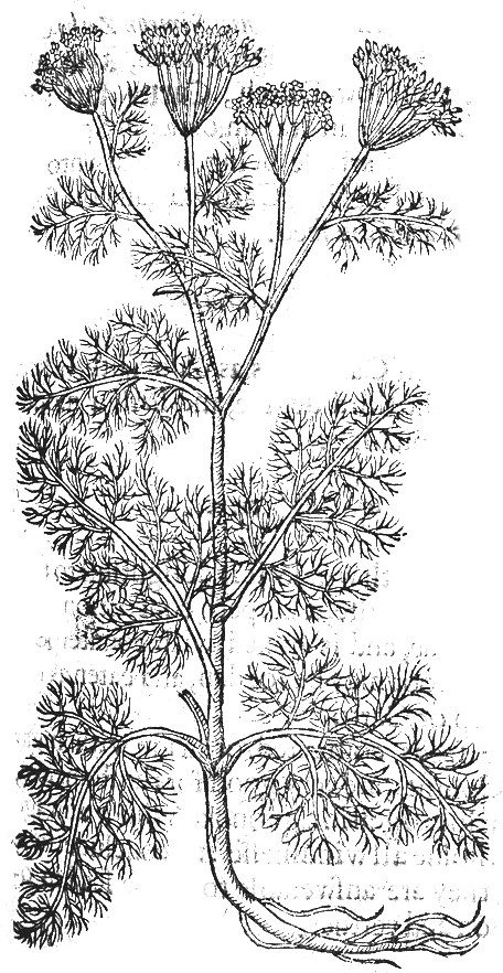 Dill