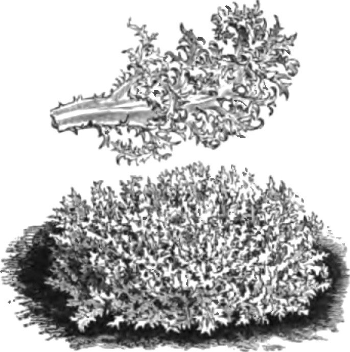 Endive