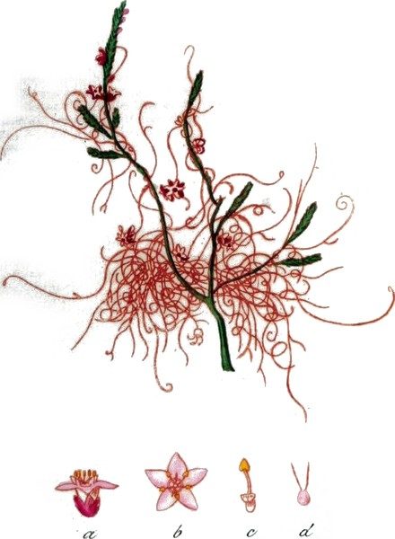 Epithymum