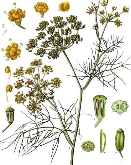 Fennel