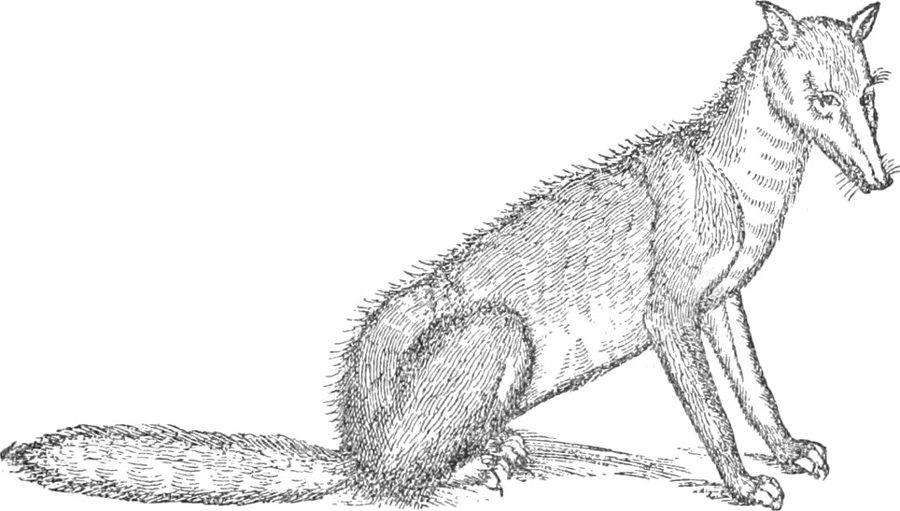 Fox’s heart