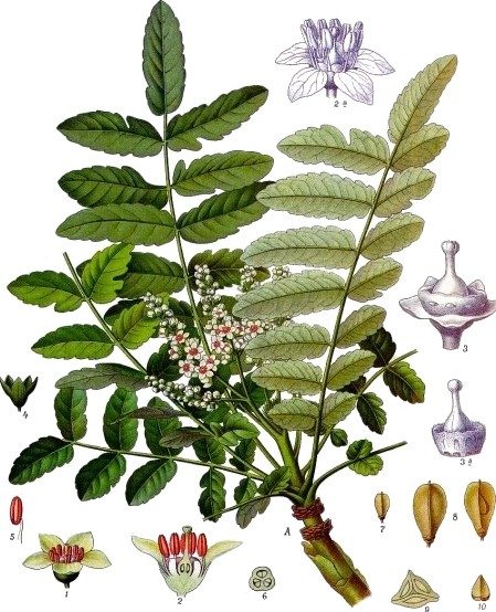 Frankincense