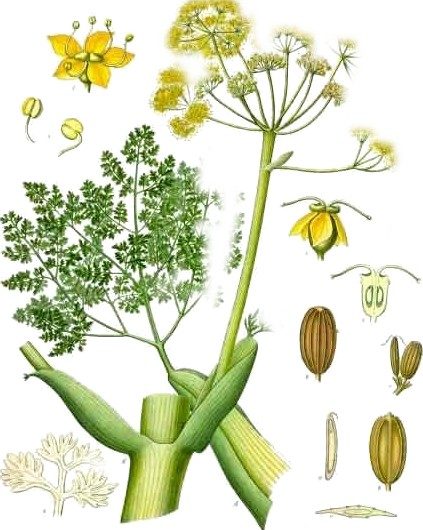 Galbanum