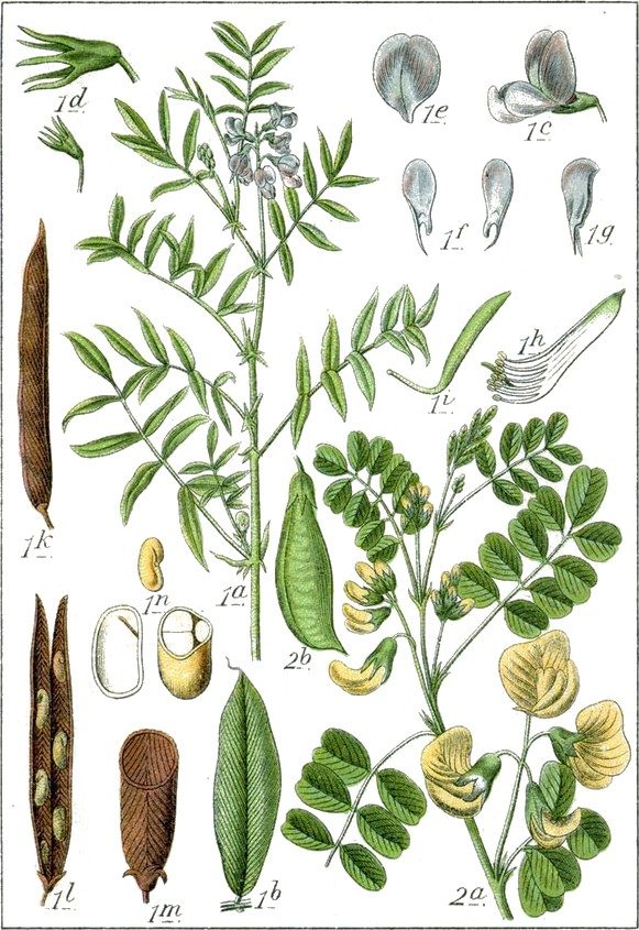 Goat’s rue