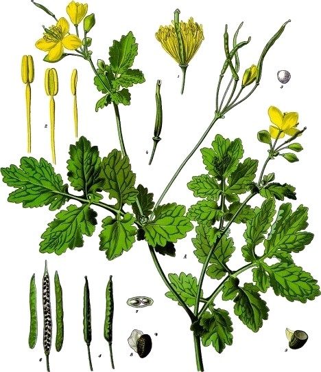 Greater celandine