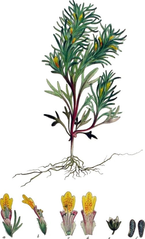 Ground pine