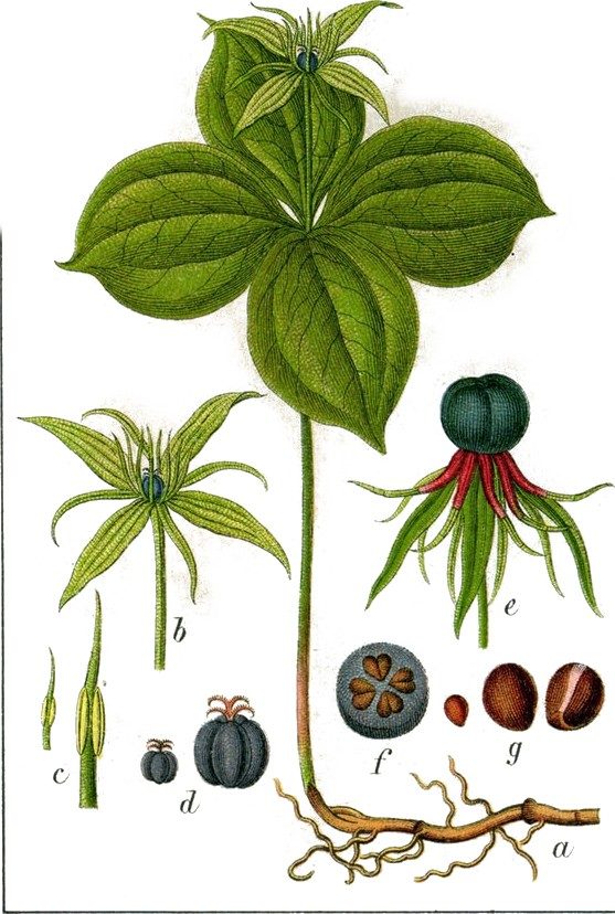 Herb Paris
