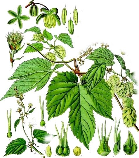 Hop